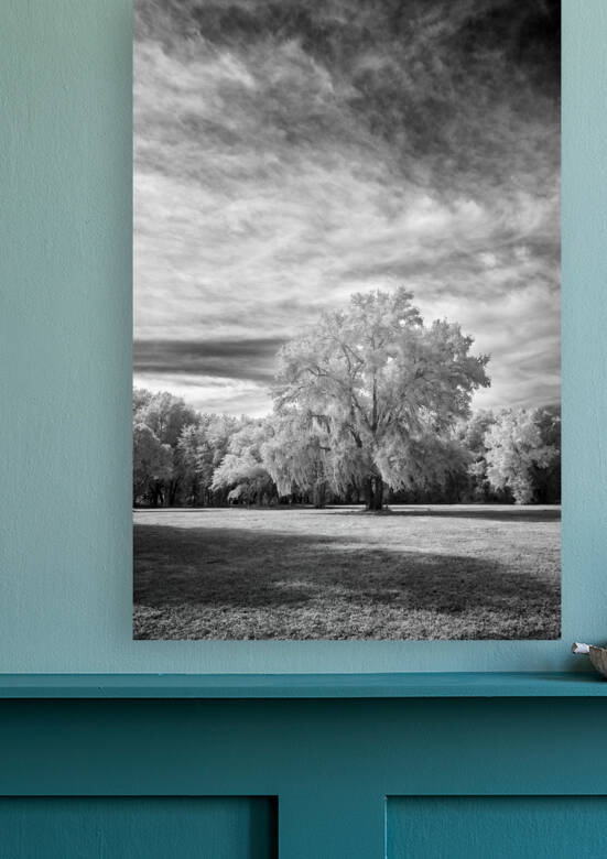 Trees in Florida by Images By Jon Evan