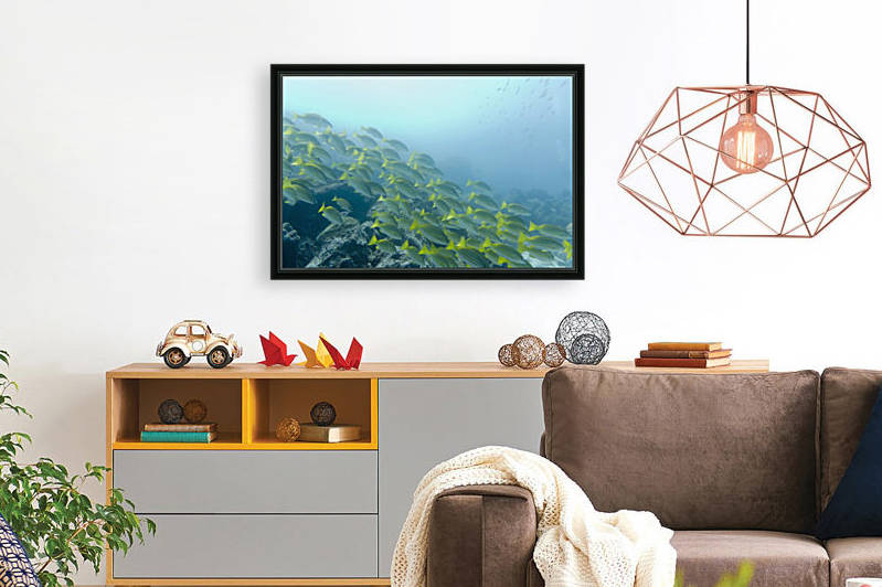 A School Of Fish Swimming Underwater; Galapagos, Equador by PacificStock