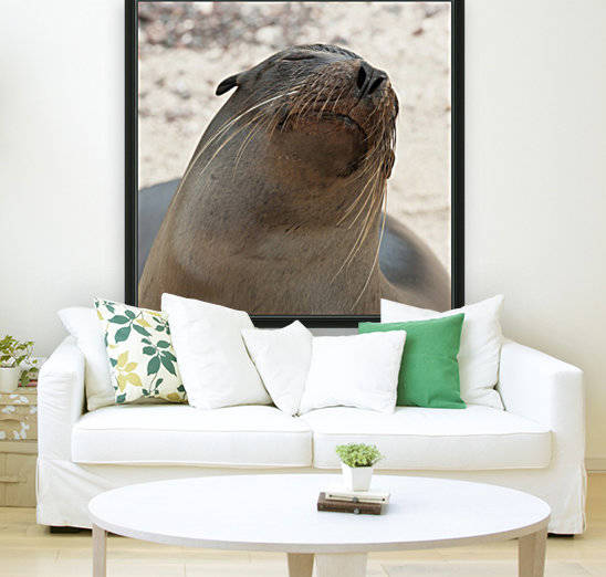 Whiskers On The Face Of A Fur Seal (Otariidae); Galapagos, Equador by PacificStock