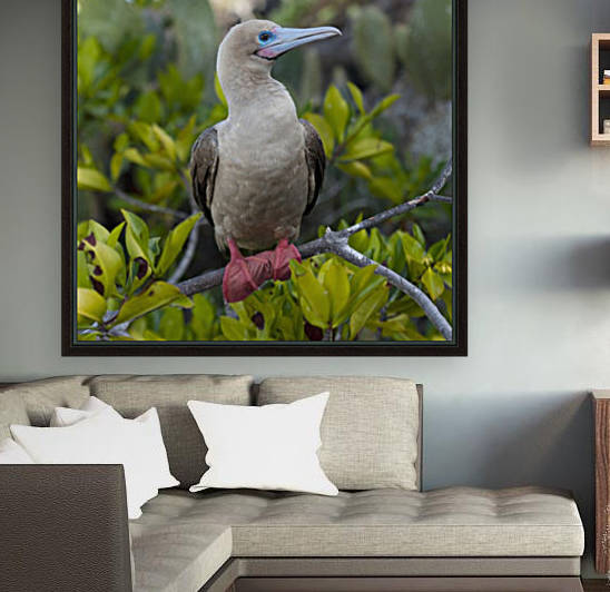 A Red-Footed Booby (Sula Sula); Galapagos, Equador by PacificStock
