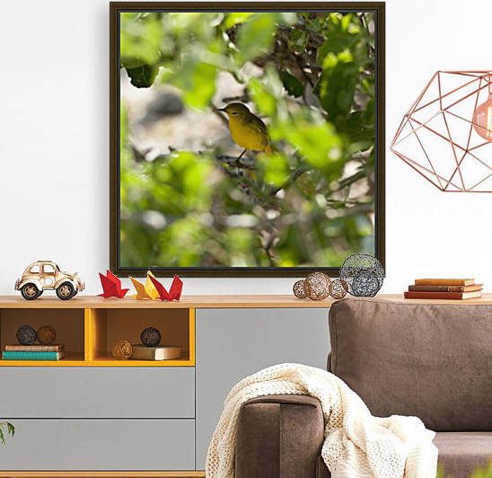 Yellow Warbler (Dendroica Petechia); Galapagos, Equador by PacificStock