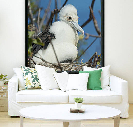 A Frigatebird Sitting In A Nest; Galapagos, Equador by PacificStock