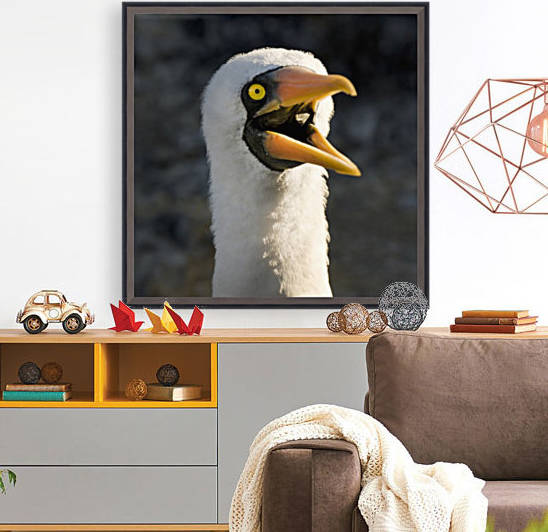 Nazca Booby (Sula Granti); Galapagos, Equador by PacificStock