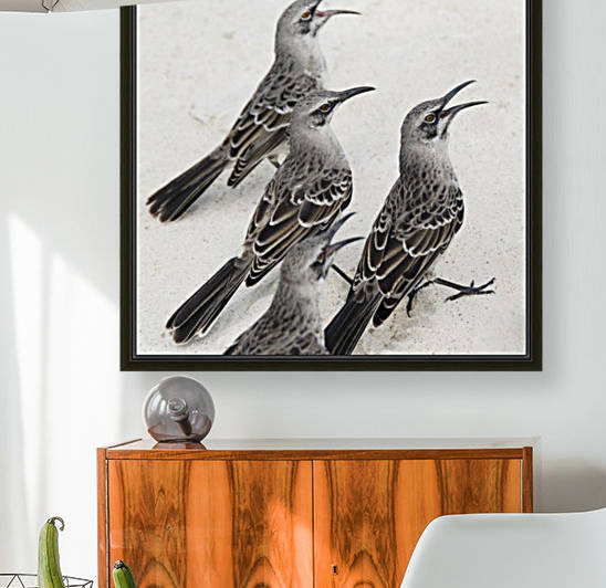 Mockingbirds (Mimidae); Galapagos, Equador by PacificStock
