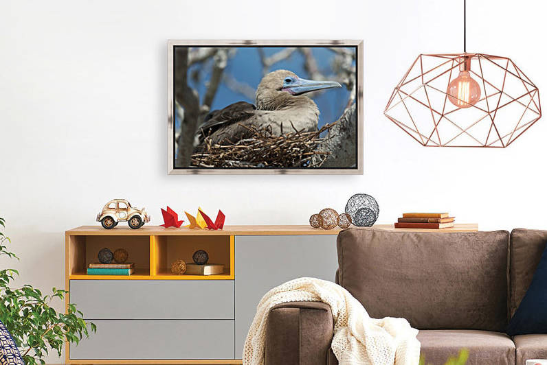 Red-Footed Booby (Sula Sula) Sitting In A Nest; Galapagos, Equador by PacificStock