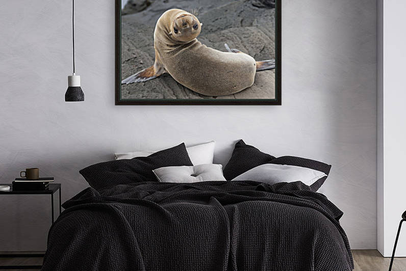 Fur Seal (Otariidae) Looking Back Upside Down; Galapagos, Equador by PacificStock