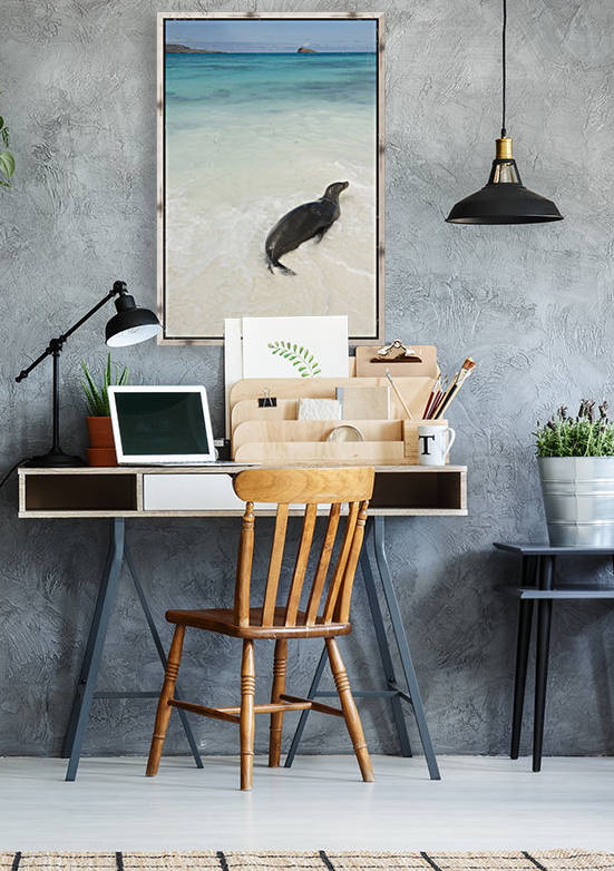 A Sea Lion (Otariidae) In The Shallow Water With It's Belly On The White Sand In Gardner Bay; Galapagos, Equador by PacificStock