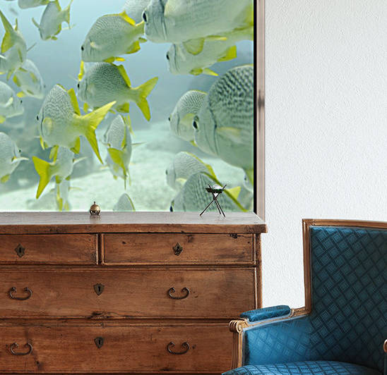 A School Of Yellow-Tailed Grunt Fish (Anisotremus Interruptus) Swimming Underwater; Galapagos, Equador by PacificStock