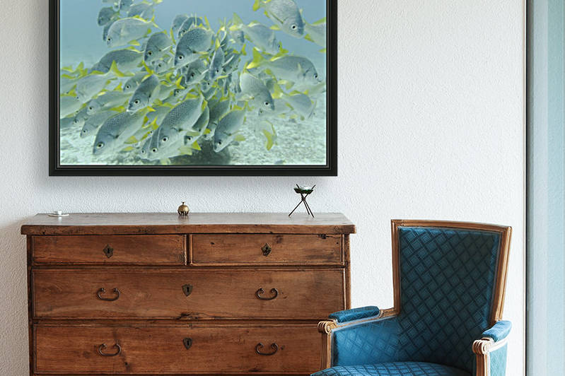 Yellow-Tailed Grunt Fish (Anisotremus Interruptus); Galapagos, Equador by PacificStock