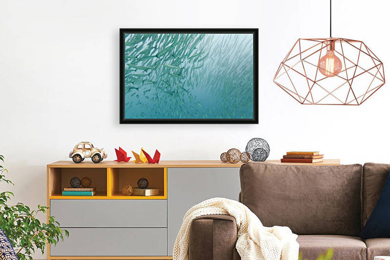 A Large Group Of Pacific Barracuda (Sphryaena Argentea) In The Pacific Ocean; Galapagos, Equador by PacificStock