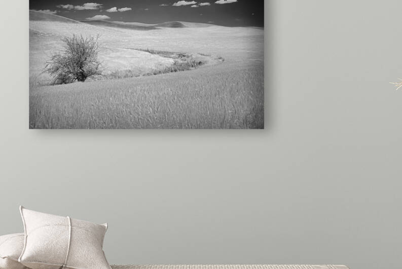 Palouse Tree II by Images By Jon Evan