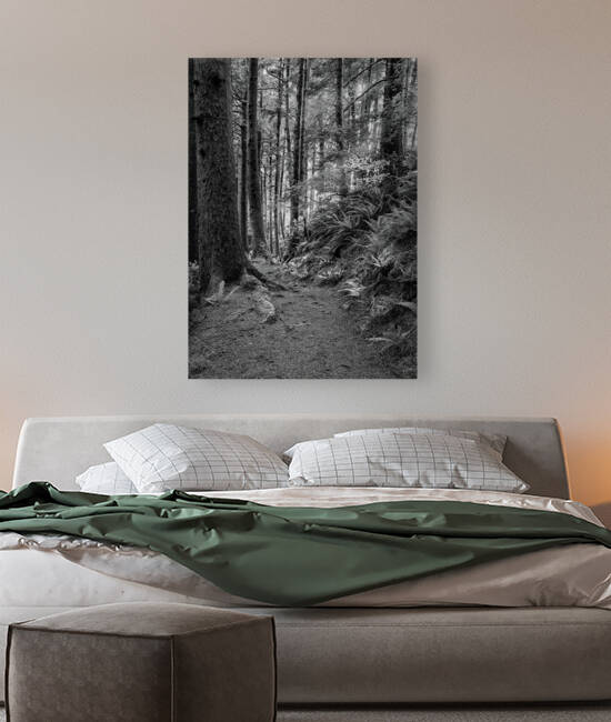 Forest in Oregon by Images By Jon Evan