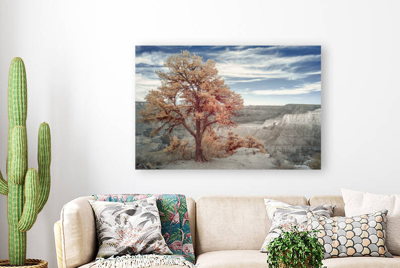 Juniper in Grand Canyon by Images By Jon Evan