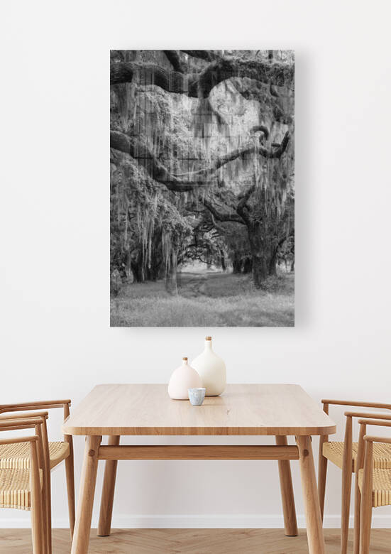 Spanish Moss in Georgia II by Images By Jon Evan