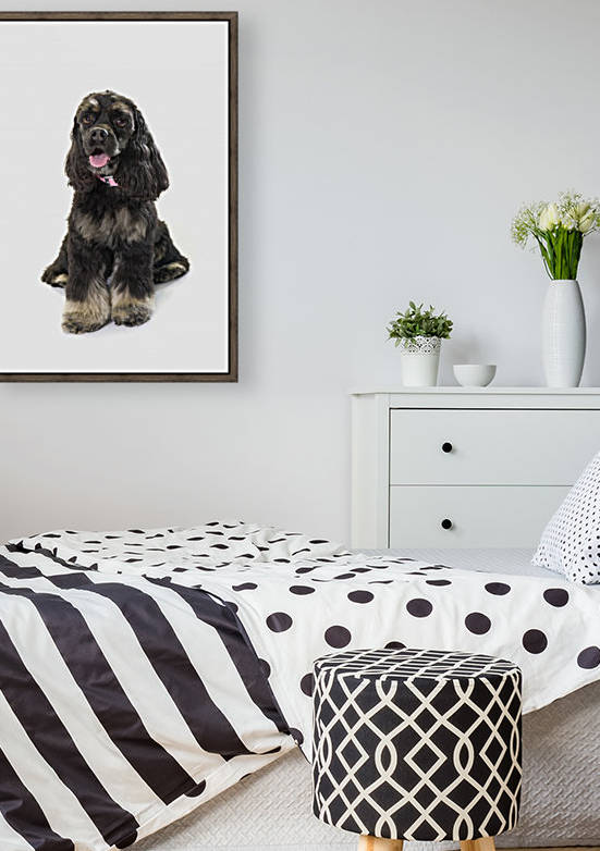 Black Cocker Spaniel With Golden Boots On White Studio Background by PacificStock