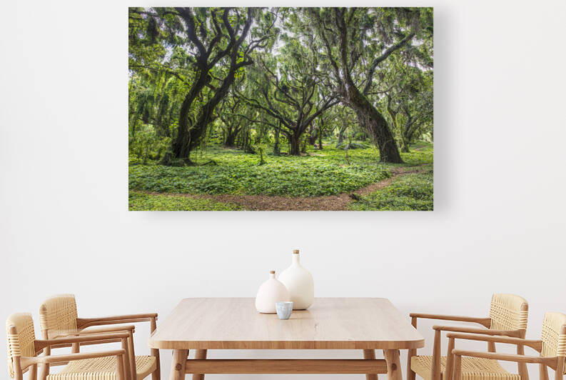 Evergreen by Images By Jon Evan