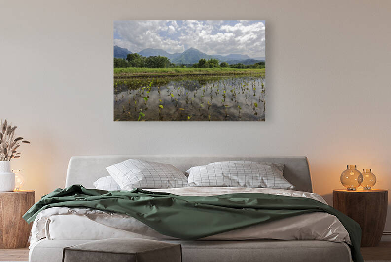 Taro of Hanalei by Images By Jon Evan