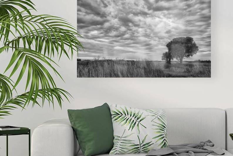 The Right Tree by Images By Jon Evan