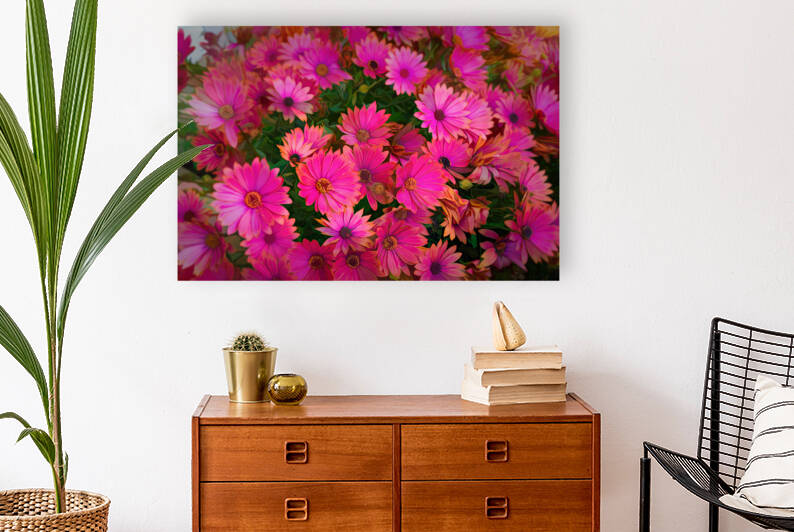 Bouquet of magenta daisies - CR2105 5278 PIN by JordiCarrio