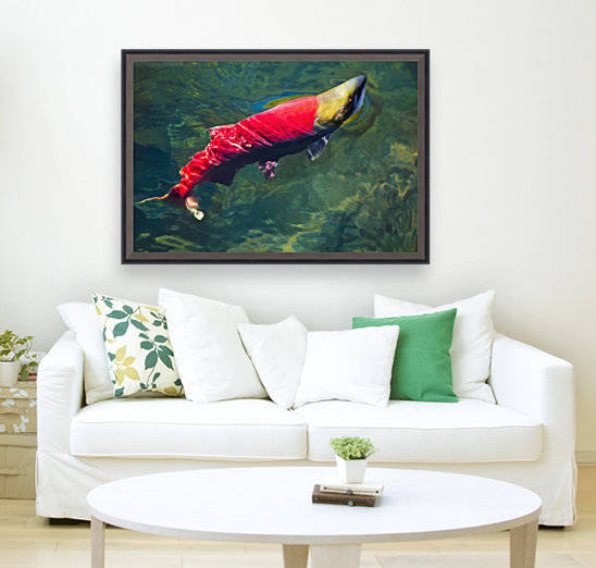 A sockeye salmon (oncorhynchus nerka) makes it way to the adams river spawning grounds;British columbia canada by PacificStock
