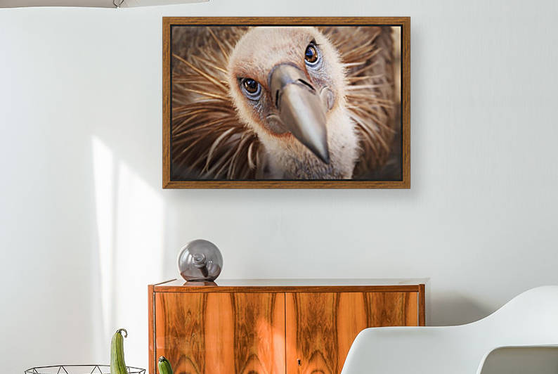 Griffon vulture (gyps fulvus);Israel by PacificStock