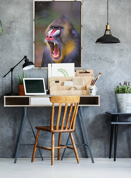 Roaring mandrill baboon;Florida united states of america by PacificStock