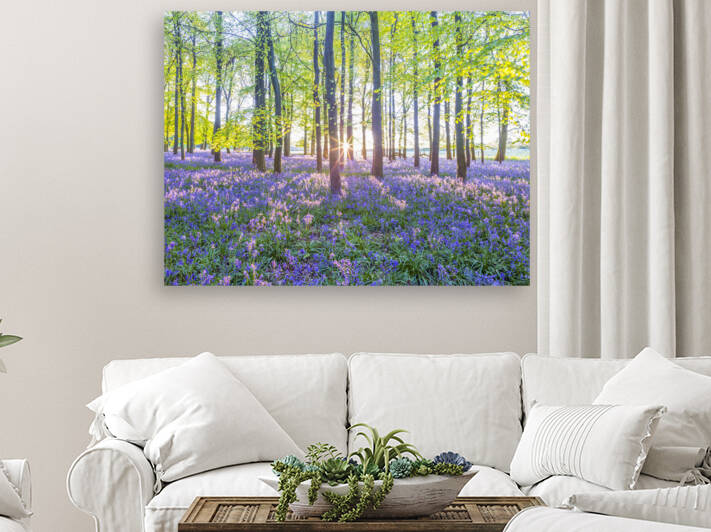 Mesmerizing Bluebell Forest by Assaf Frank