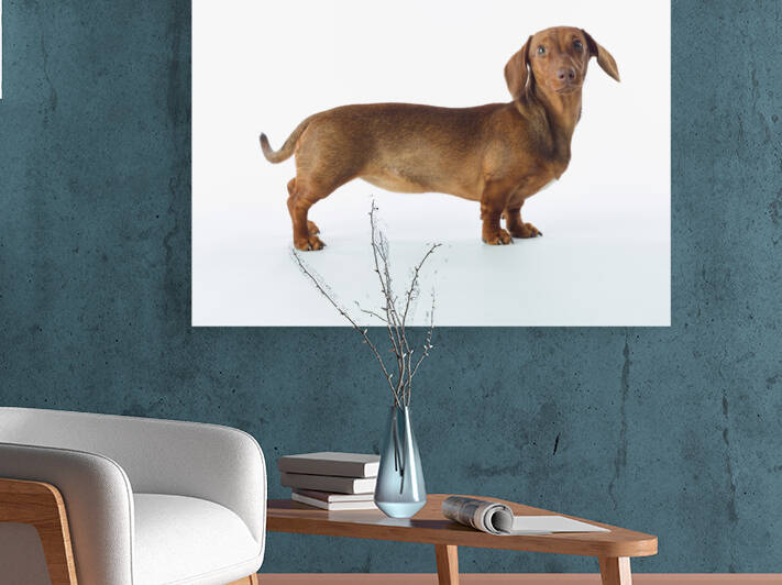 Lovable Dachshund by Assaf Frank