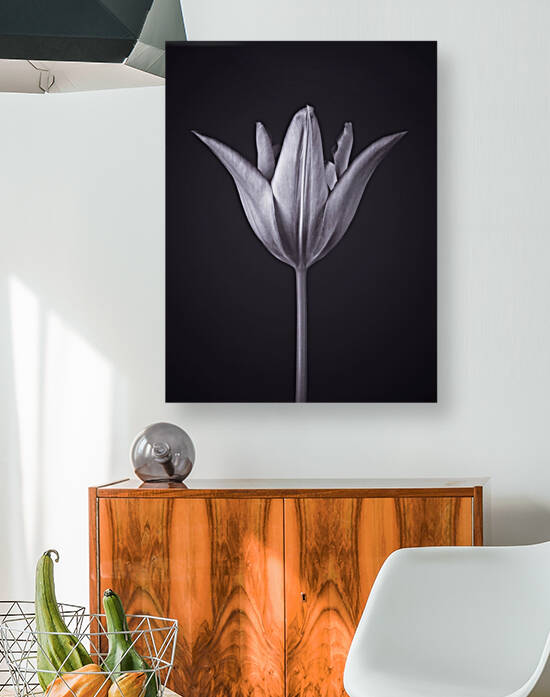 Blossom in Isolation by Assaf Frank