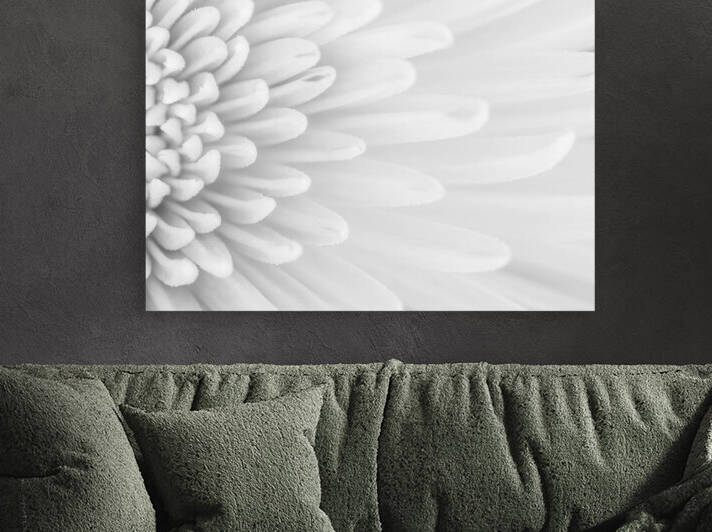 Chrysanthemum Flower by Assaf Frank