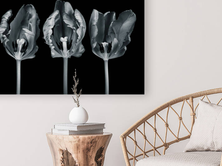 Three Rococo Tulip Flowers by Assaf Frank