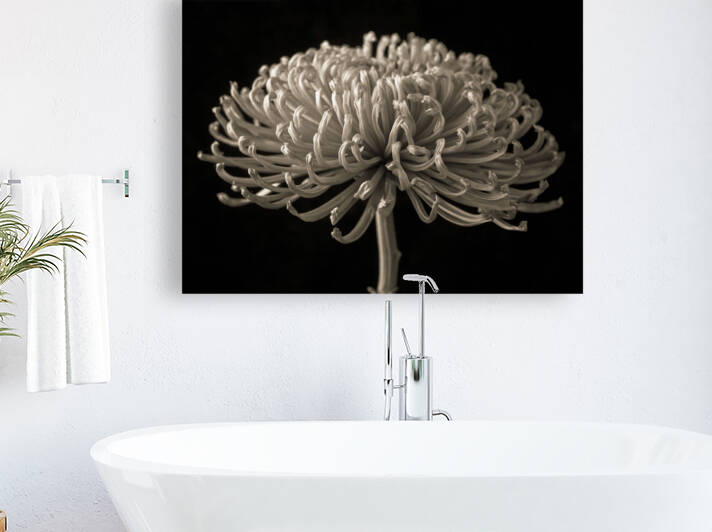 Enchanting Petals by Assaf Frank