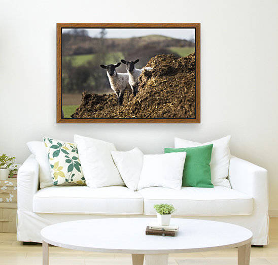 Two sheep standing together looking at the camera; Northumberland, England by PacificStock