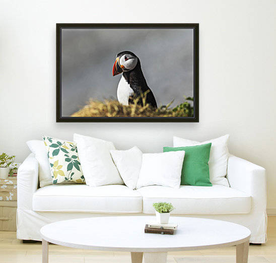 Atlantic Puffin (Fratercula arctica) at Ile aux Perroquets, Mingan Archipelago National Park Reserve of Canada, Cote-Nord, Duplessis region; Quebec, Canada by PacificStock