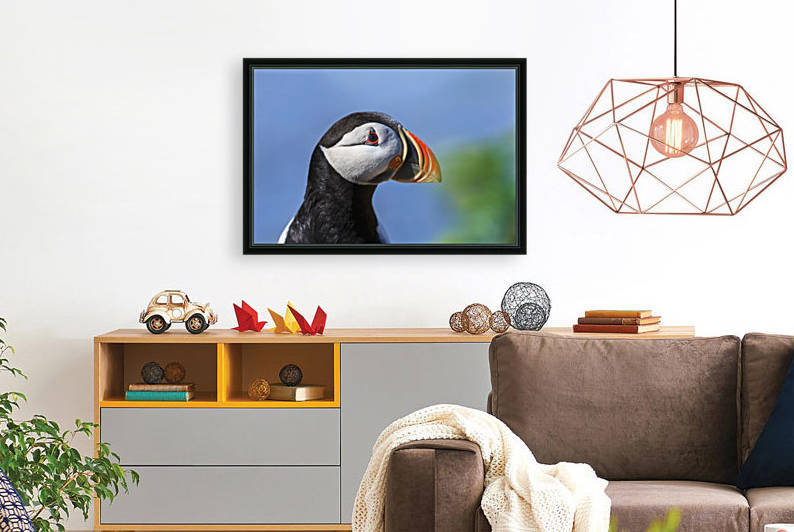 Close up of Atlantic Puffin (Fratercula arctica) at Ile aux Perroquets, Mingan Archipelago National Park Reserve of Canada, Cote-Nord, Duplessis region; Quebec, Canada by PacificStock