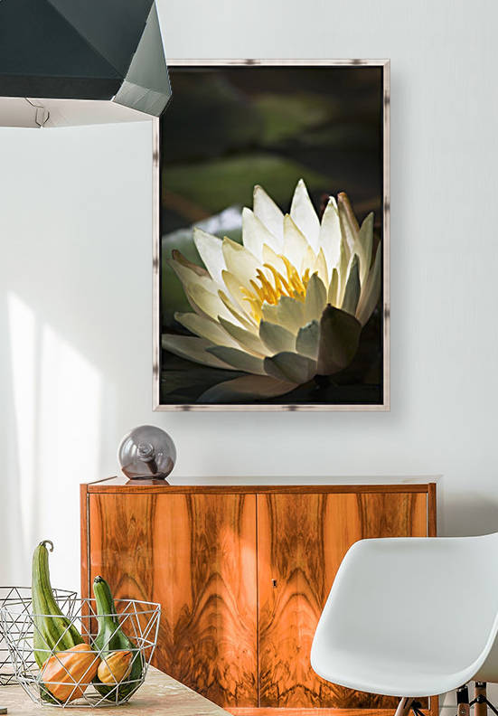 Water lily blooms in a pond; Astoria, Oregon, United States of America by PacificStock