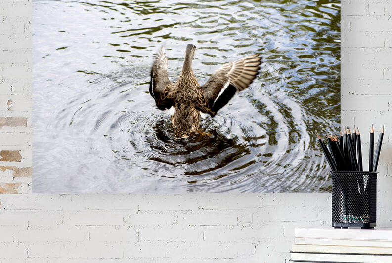 Canard envol by Melissa Lefebvre