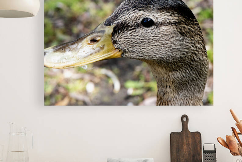 Canard Macro by Melissa Lefebvre