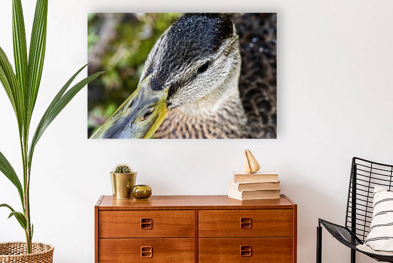 Jolie petit canard du Quebec by Melissa Lefebvre