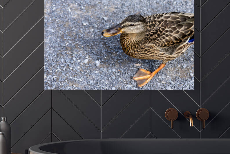 Canard perdu  by Melissa Lefebvre