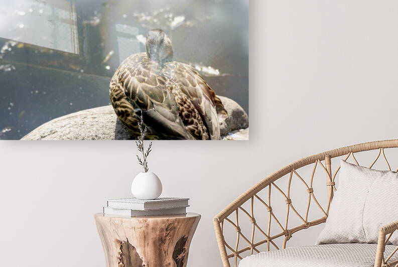 Canard qui flane by Melissa Lefebvre