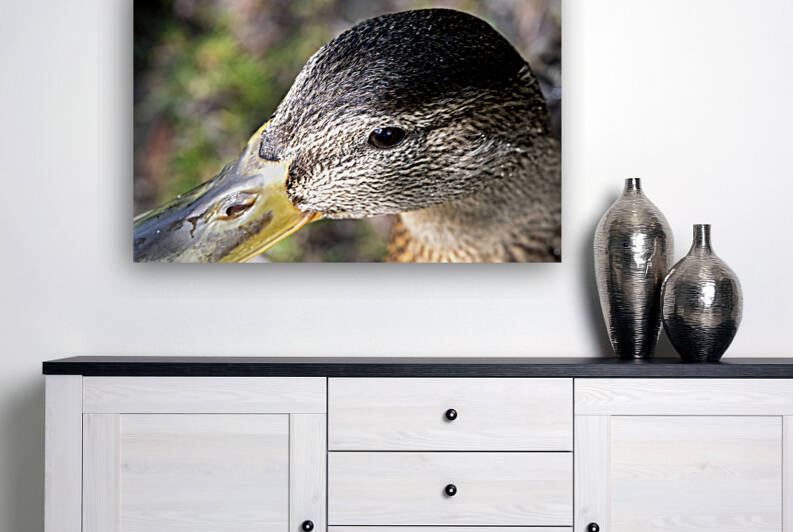 Macro canard by Melissa Lefebvre