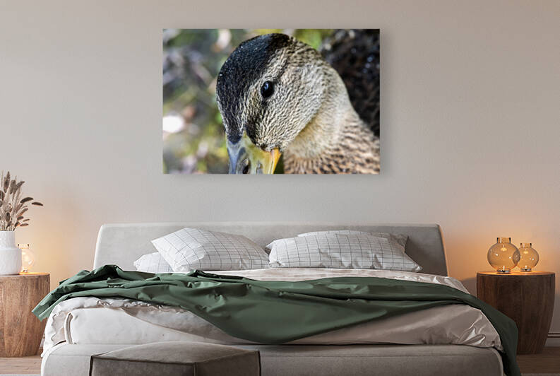 Le regard du canard  by Melissa Lefebvre