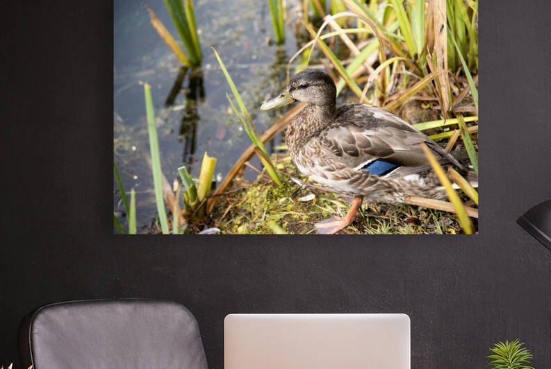 Belle journee au soleil by Melissa Lefebvre