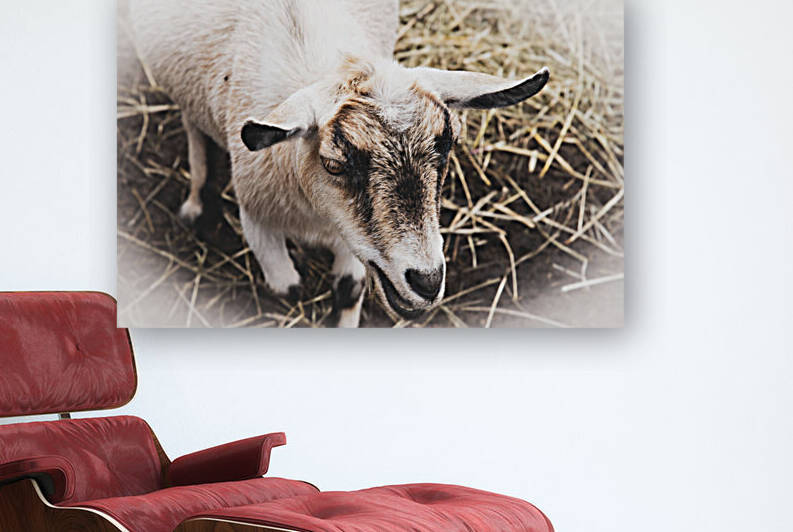 A la ferme by Melissa Lefebvre