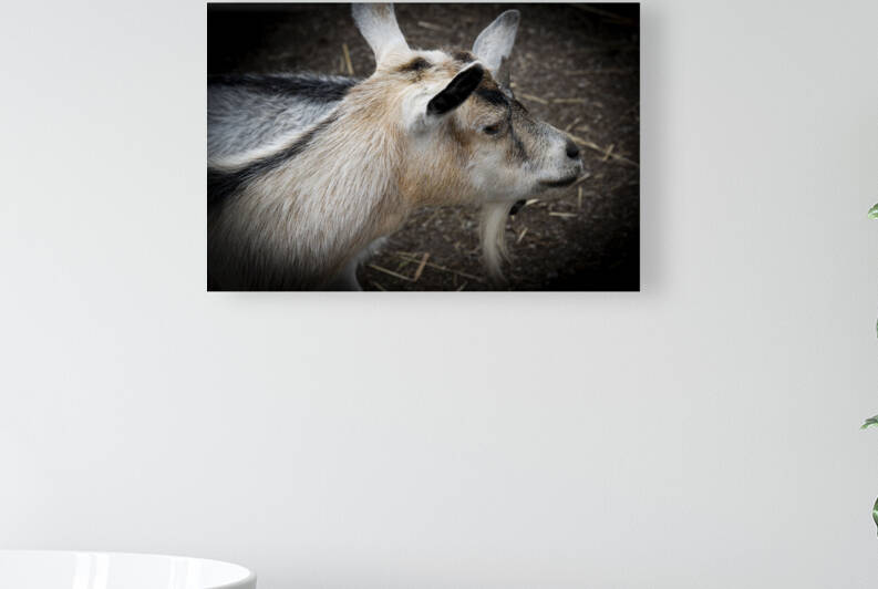 Chevre et compagnon by Melissa Lefebvre