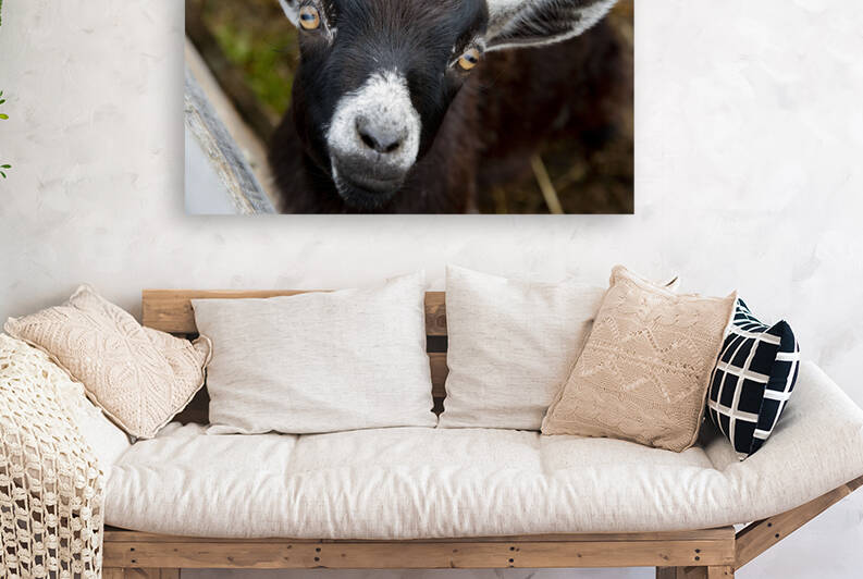 Chevre macro by Melissa Lefebvre