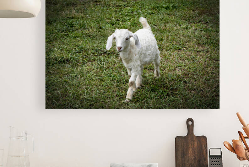 Chevreau en balade by Melissa Lefebvre