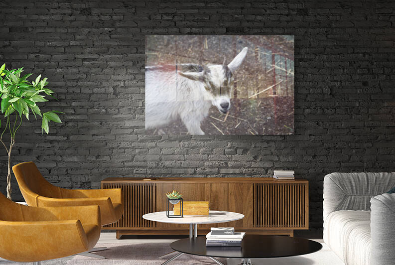 Chevreau a la ferme by Melissa Lefebvre