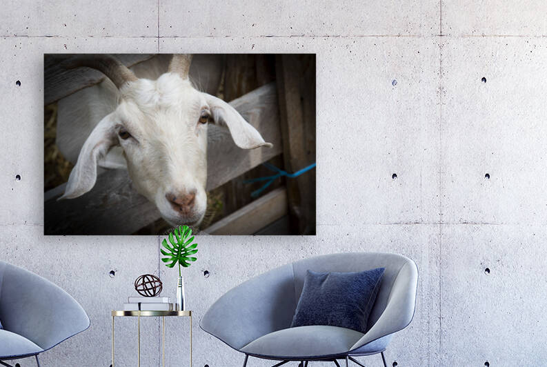 Chevre et desepoire by Melissa Lefebvre